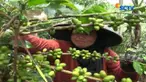 Pola tumpang sari dengan tanaman jeruk pringon, menghasilkan buah kopi beraroma jeruk.