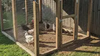 10 Model Kandang Ayam Ramah Lingkungan dari Bahan Daur Ulang, Solusi Hemat dan Berkelanjutan