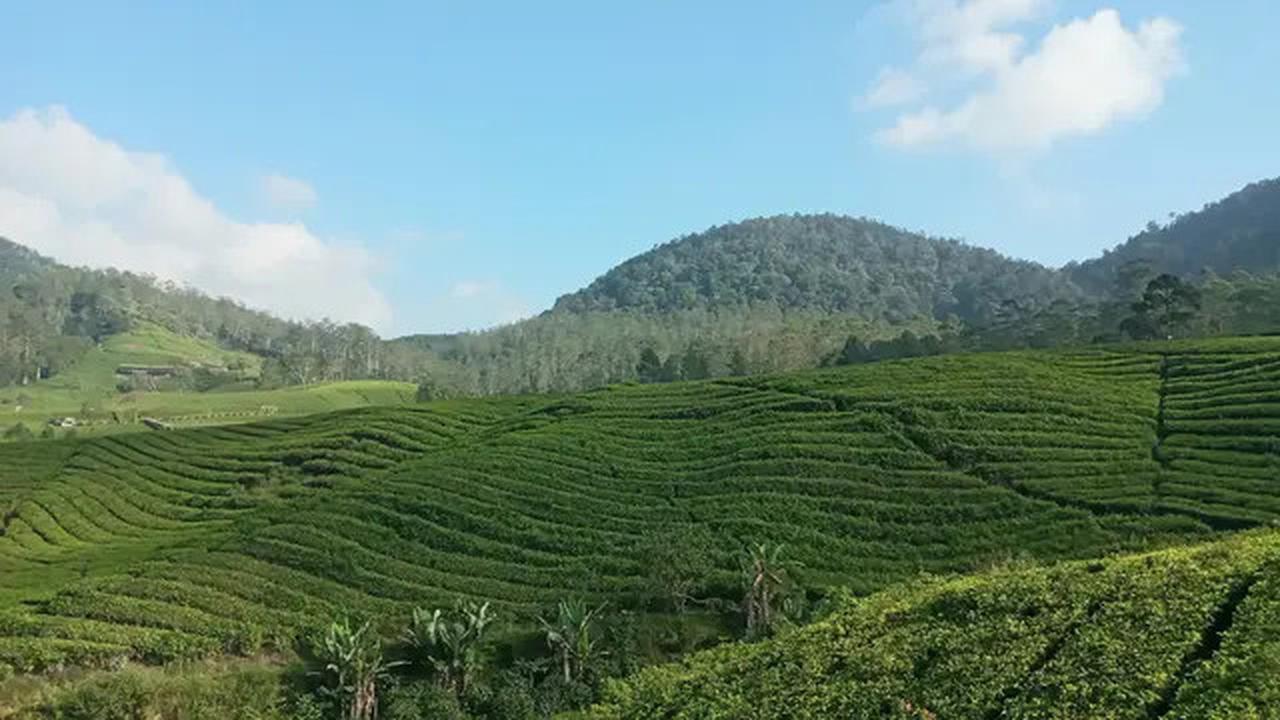 Catat, 6 Rekomendasi Tempat Wisata Keluarga di Pangalengan