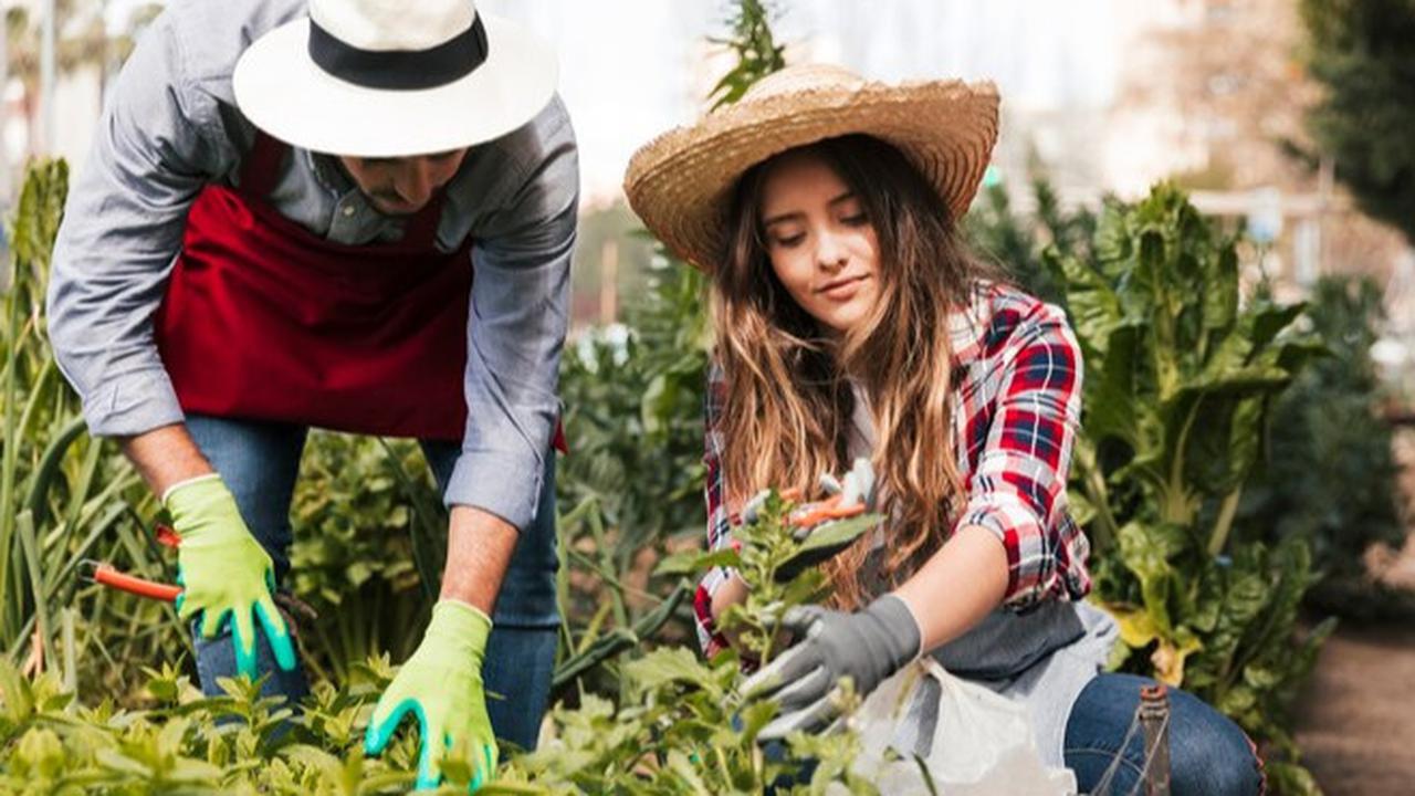8 Tips Berkebun Klasik untuk Tanaman Subur dan Sehat