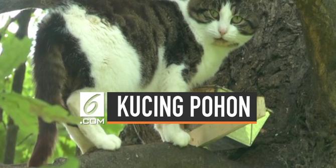 VIDEO: Kucing Bertahan Hidup 6 Tahun di Atas Pohon