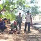 Pelapas liaran 3 orang terenggiling yang merupakan satwa dilindungi di Taman Nasional Baluran (Istimewa)