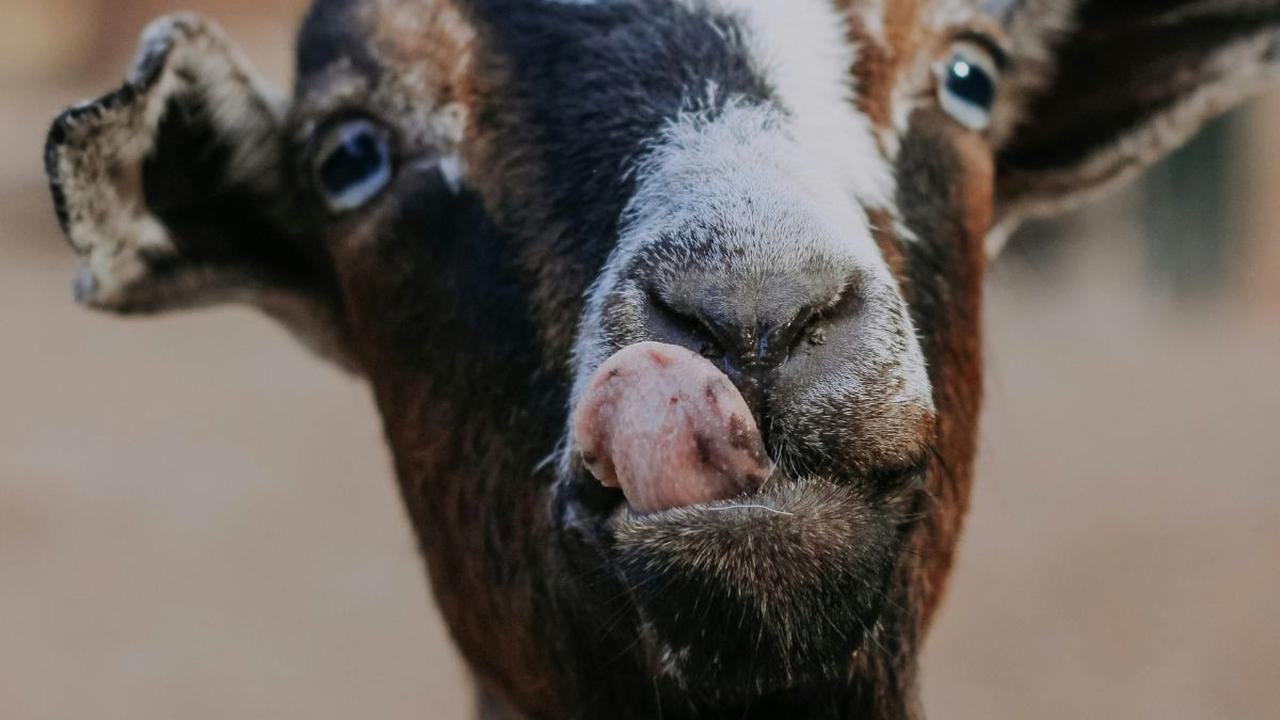 Perbedaan Kambing PE dan Jawa Randu, Ini Penjelasan Lengkapnya
