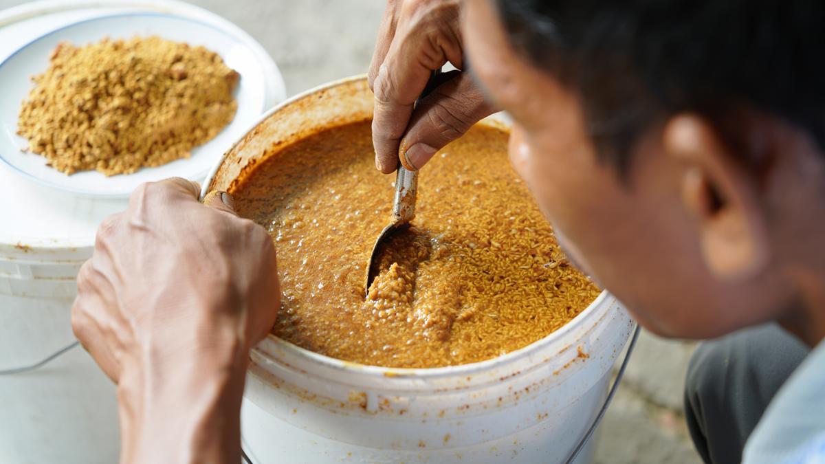Cara Membuat Pakan Fermentasi Ayam Kampung agar Cepat Besar
