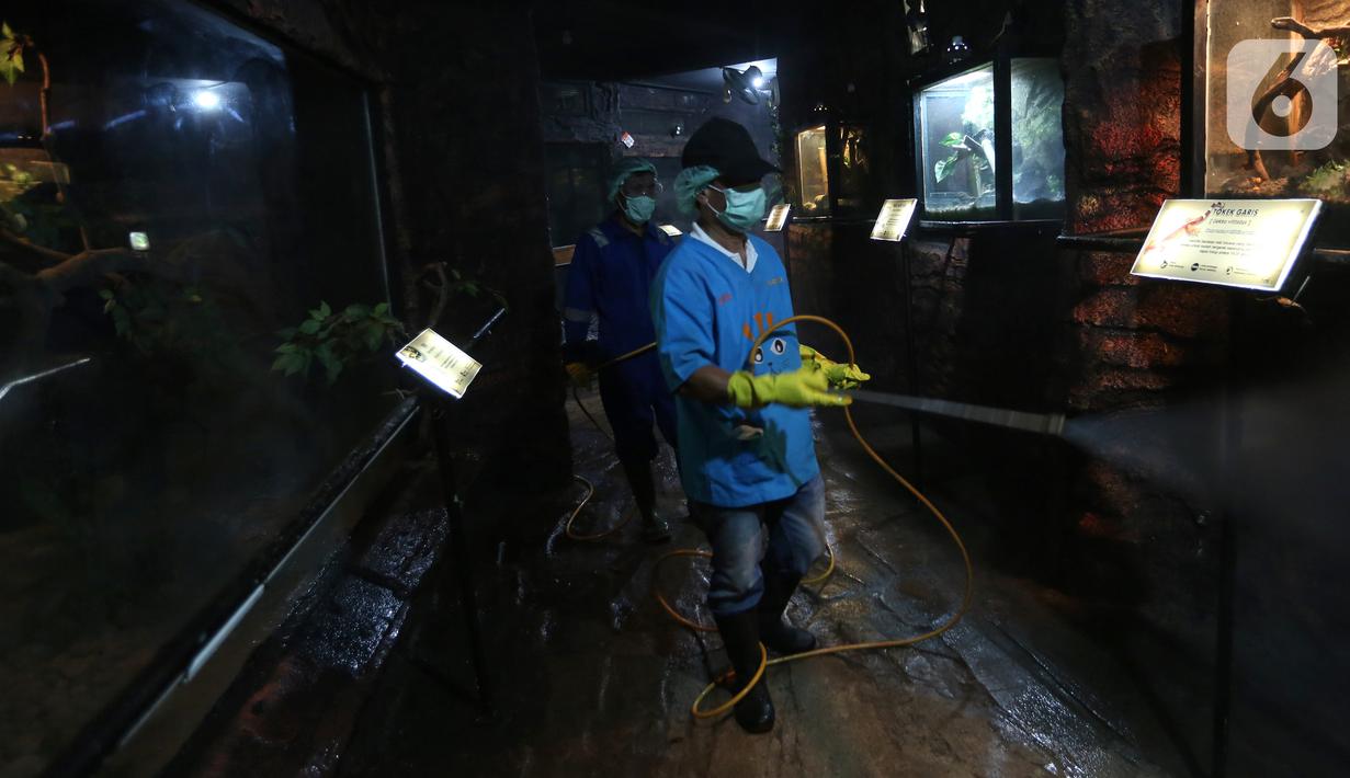 Petugas menyemprotkan cairan disinfektan di area Museum Fauna Indonesia Komodo dan Taman Reptilia, TMII Jakarta, Rabu (18/3/2020). Penyemprotan dilakukan bukan hanya untuk mencegah penyebaran virus corona tapi juga virus dan bakteri lain. (Liputan6.com/Fery Pradolo)