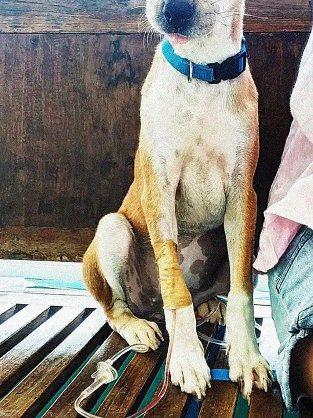 Kisah Anjing yang Melarikan Diri dari Peternakan Ilegal di Bali, Bikin Haru