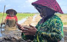 Rehabilitasi Sawah Pascabencana: Petani Aceh Kembali Bertani dengan Harapan Baru