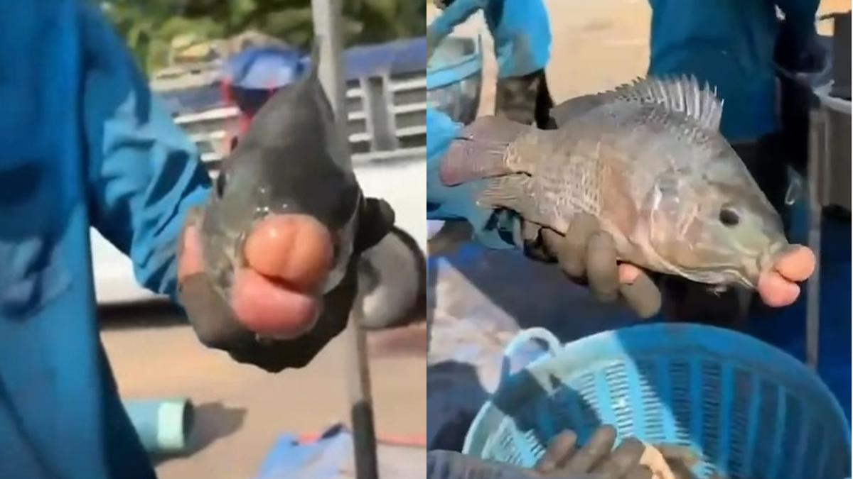 Viral Nelayan Tangkap Ikan Nila Bibir Tebal Bak Filler, Ini Penyebabnya