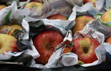 Tips Menyimpan Buah Apel agar Tahan Lama, Jangan Asal Taruh
