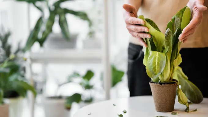 Ilustrasi menanam sayuran di dalam pot/freepik.com/jcomp