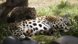 Bayi macan Tutul saat menggoda ibunya untuk bermain yang bernama Tiara di Kebun Binatang Quito di Guaylabamba , Ekuador, Minggu (8/11/2015).  Tiara melahirkan dua ekor bayi macan tutul september lalu. (REUTERS/Guillermo Granja)