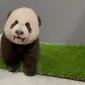 Bayi panda kai kai dan jia jia. Foto:  Mandai Wildlife Group.