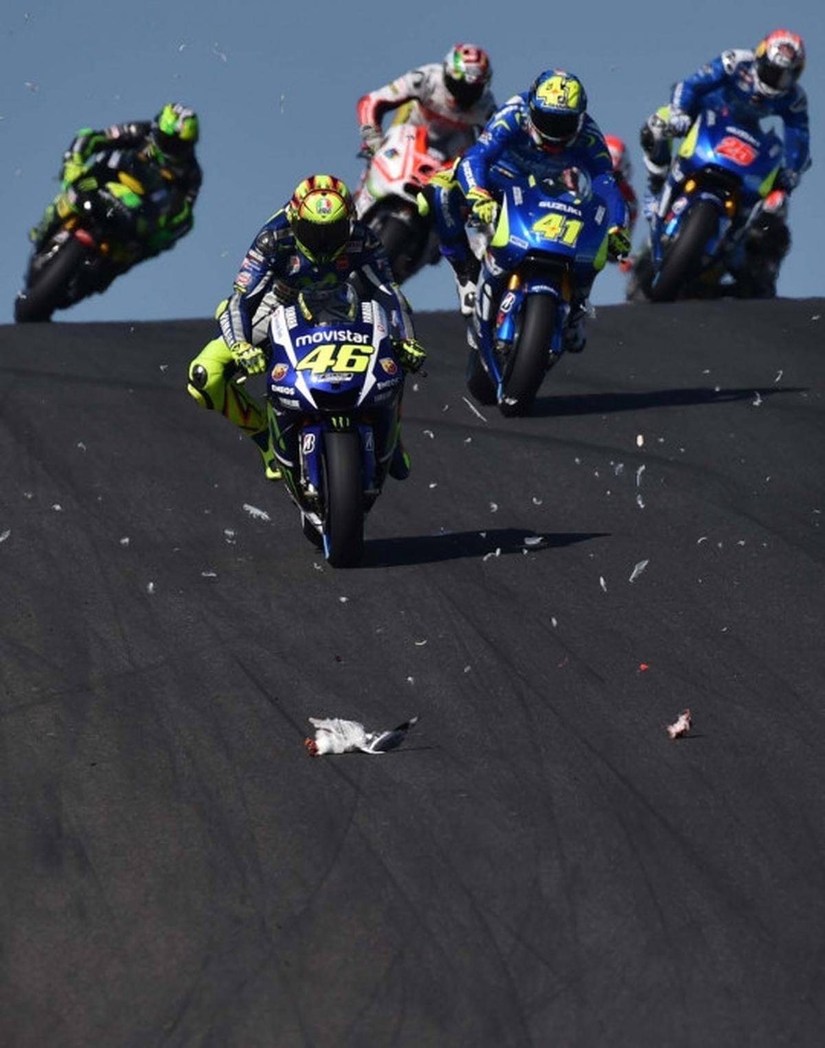 Nasib tragis burung camar jadi 'tumbal' MotoGP di Phillip Island