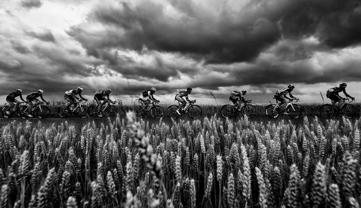 Pebalap melewati ladang gandum di Etape 5 Tour de France yang berjarak 189.5 km antara Arras dan Amiens, Prancis. (8/7/2015). (AFP Photo/Eric Feferberg)