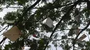 Sejumlah layang-layang yang putus tersangkut pada sebuah pohon di tepi Kanal Banjir Timur (KBT), Jakarta, Jumat (5/7/2019). Pedagang menjual layang-layang seharga Rp 1.000 per buah. (merdeka.com/Imam Buhori)
