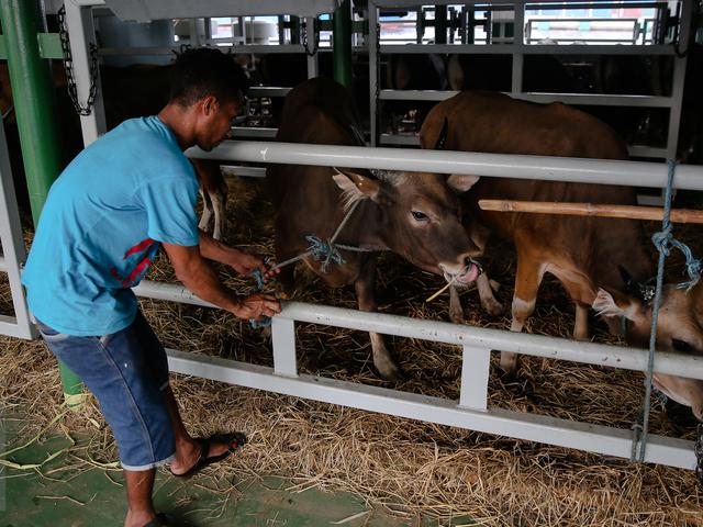 2 Kapal Ternak Pelni Angkut 1 000 Sapi Ke Jakarta Bisnis