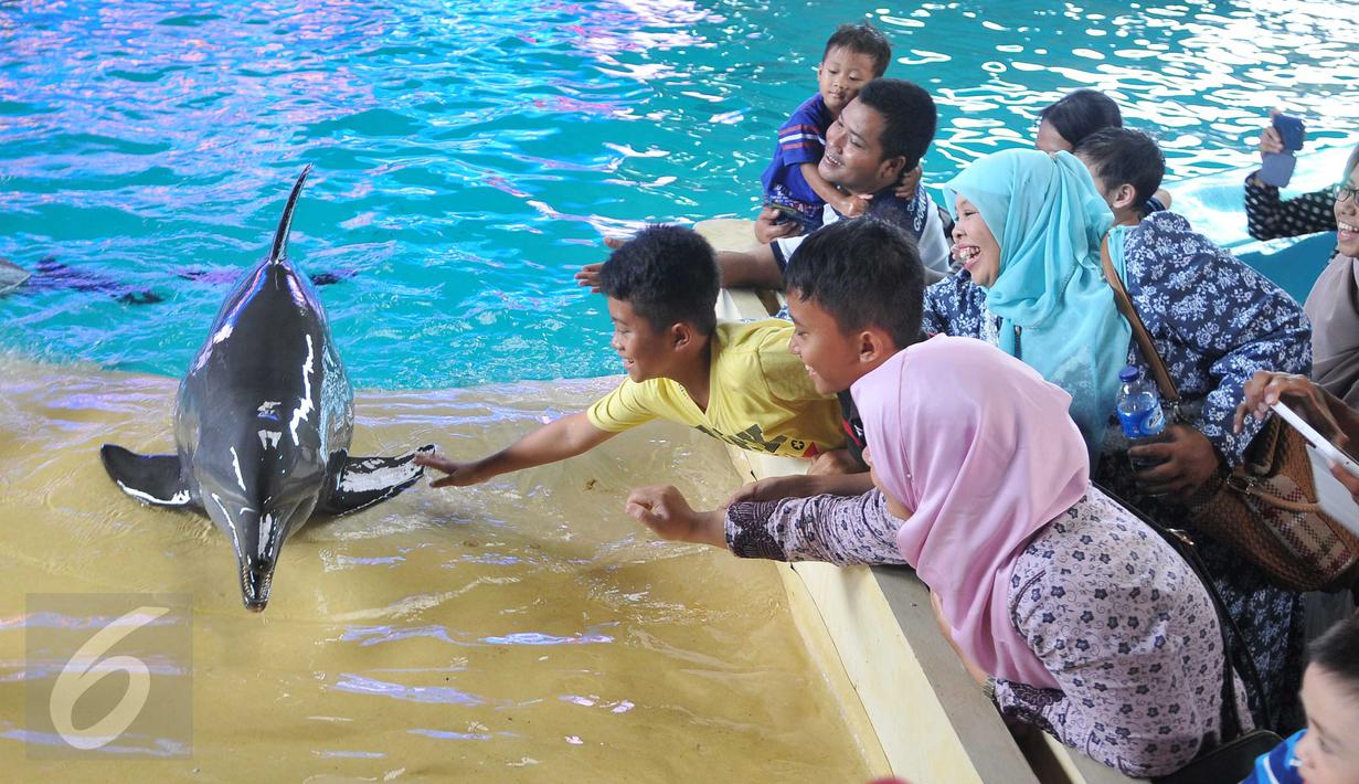 Pengunjung berusaha memegang lumba-lumba saat Atraksi Dolphin Christmas Show di Ocean  Dream Samudera Ancol, Jakarta, Jumat (25/15/2015). Pertunjukan tersebut diadakan dalam rangka menyambut libur Natal. (Liputan6.com/Gempur M Surya)