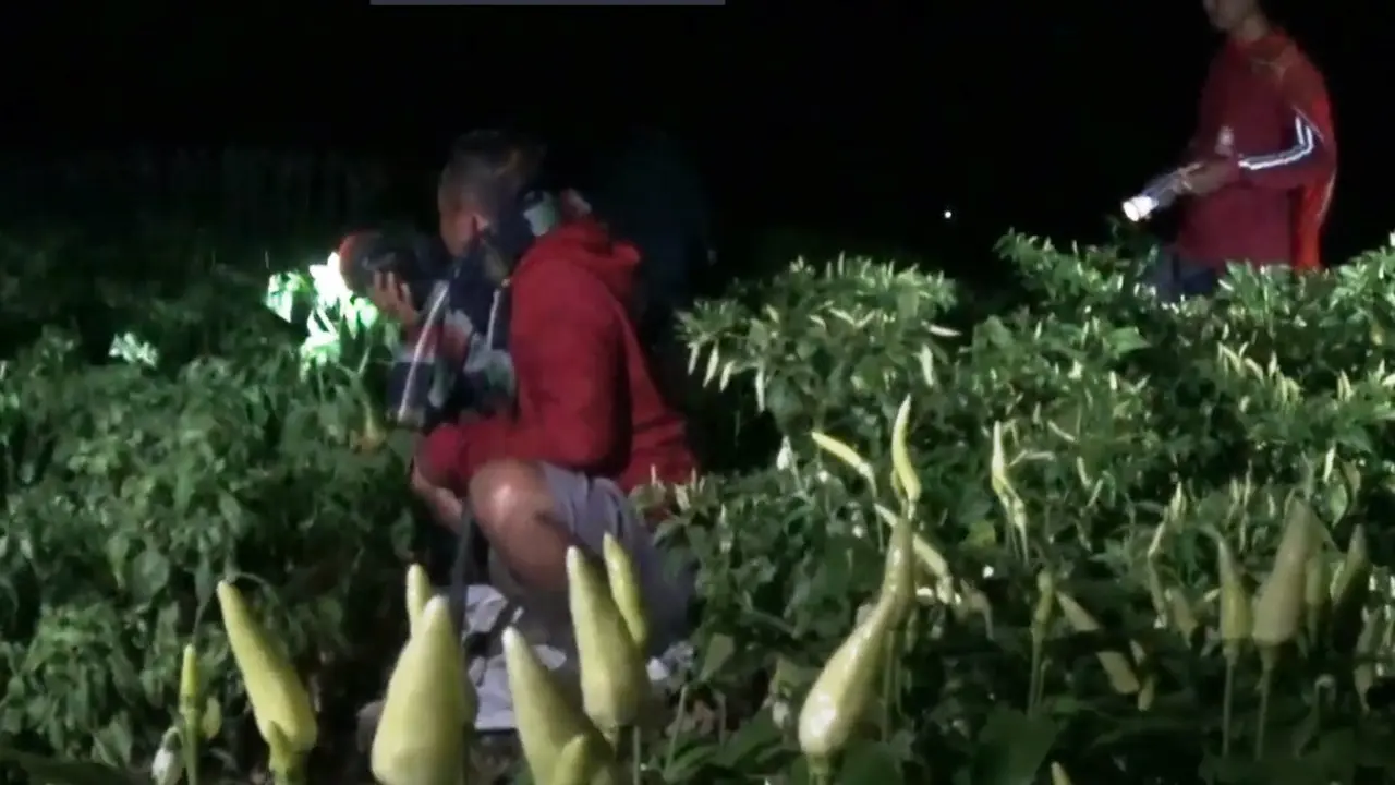 Petani cabai di Tuban menjaga tanamannya dari pencurian. (Ahmad Adirin/Liputan6.com)
