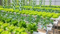 Cara Buat Kebun Hidroponik Sayur Cepat Panen Cocok Buat Jual ke Tetangga