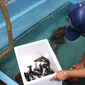 Petani mengumpulkan lobster air tawar siap jual di tempat pembudidayaan BFC Mini Farm, Ciputat, Tangerang Selatan, Banten, Kamis (10/12/2020). Lobster air tawar asal Australia tersebut dijual Rp 60 ribu-Rp 500 ribu untuk memenuhi permintaan rumah makan dalam negeri. (Liputan6.com/Angga Yuniar)