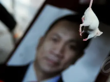 Seekor tikus dibawa pendemo saat aksi menuntut Zulkifli Hasan di Gedung KPK, Jakarta, Kamis (22/01/15). (Liputan6.com/Faisal R Syam) 
