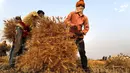 Petani India memanen tanaman gandum di desa Ganeshpur, di distrik Sonbhadra, negara bagian Uttar Pradesh, India, Minggu (11/4/2021). India kemungkinan akan memanen rekor 109,24 juta ton gandum tahun ini, kata kementerian pertanian. (AP Photo/Rajesh Kumar Singh)