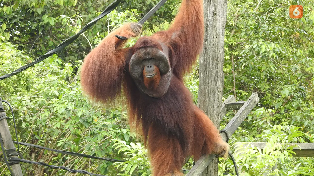 Orangutan