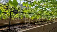 7 Ide Kebun Timun Mini Rambat dari Tali Tambang, Solusi Berkebun Lahan Terbatas
