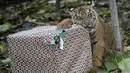 Seekor anak Harimau Sumatera yang bernama Achilles menggigit kado hadiah natal untuk dibuka di Kebun Binatang London, London, Inggris, Kamis (15/12). Harimau tersebut termasuk dalam klasifikasi satwa kritis yang terancam punah. (Reuters/Hannah McKay)