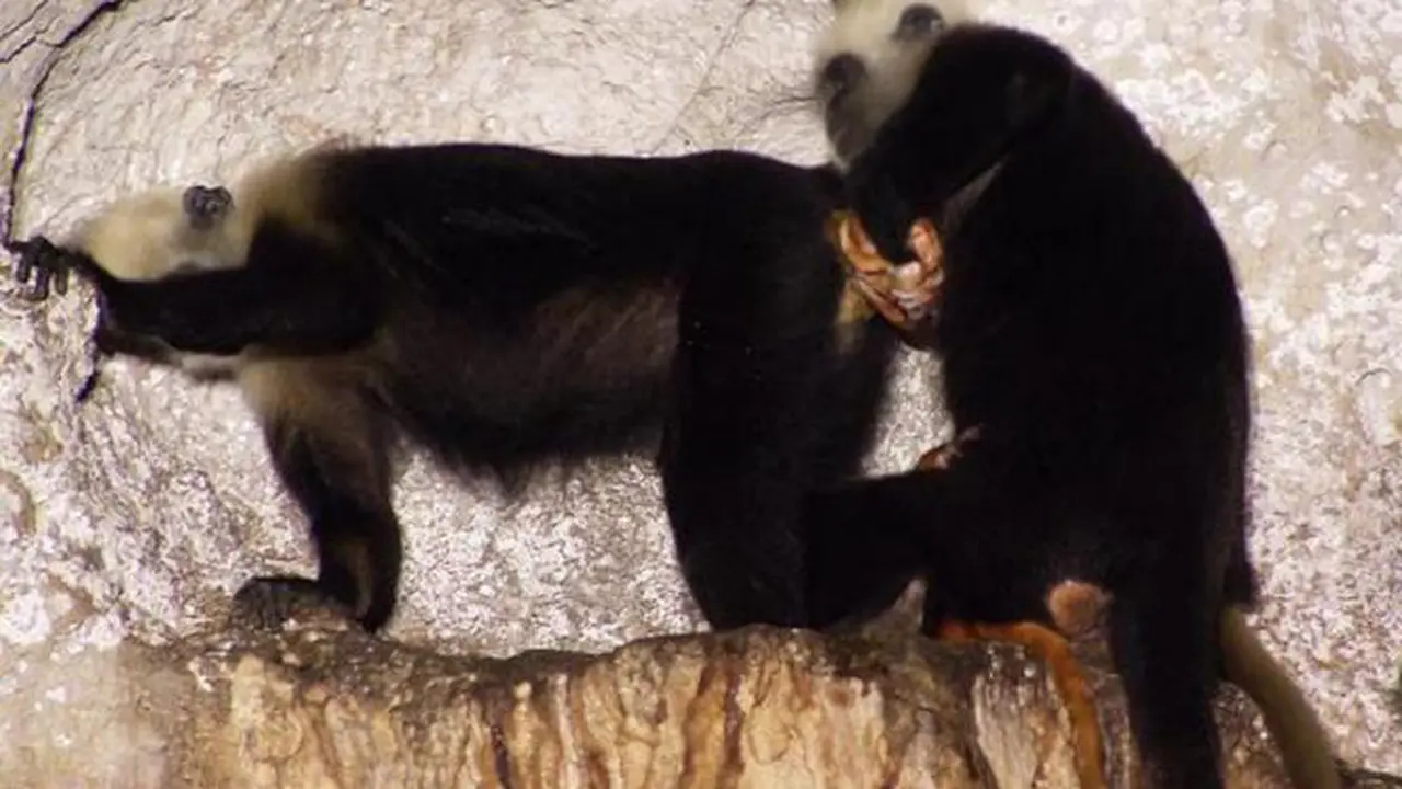  Lutung langur. (Daily Mail)