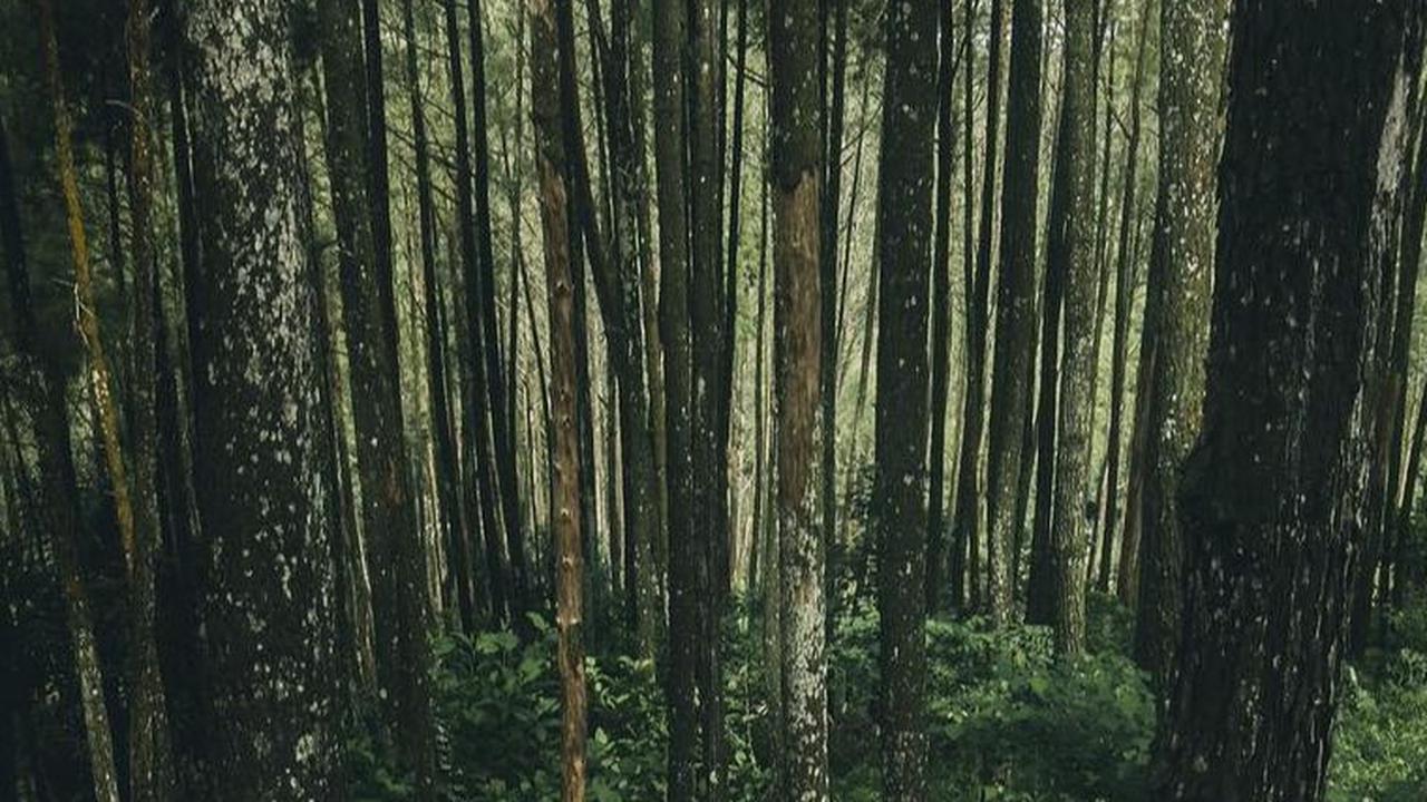 Jelajah Puncak Ampangan Payakumbuh, Suguhkan Pemandangan Eksotis dari Ketinggian