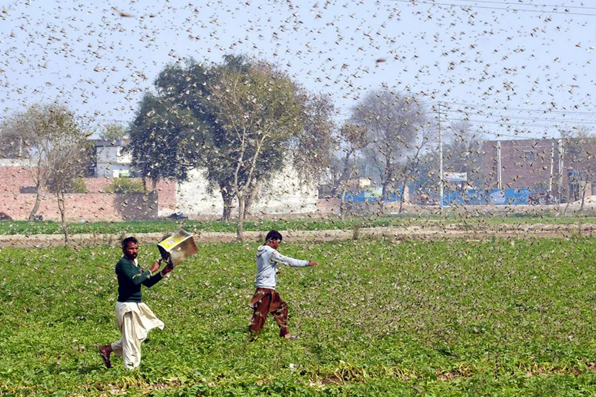 Ribuan Belalang Serbu dan Rusak Tanaman di Pakistan