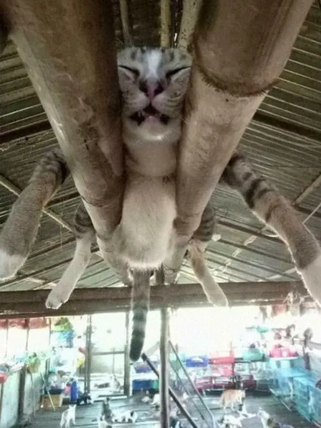 12 Potret Nyeleneh Kucing Tidur di Sembarang Tempat Ini Bikin Gemas