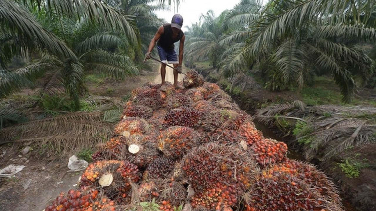 Kisah petani kelapa sawit Riau bekerja di tengah kabut asap