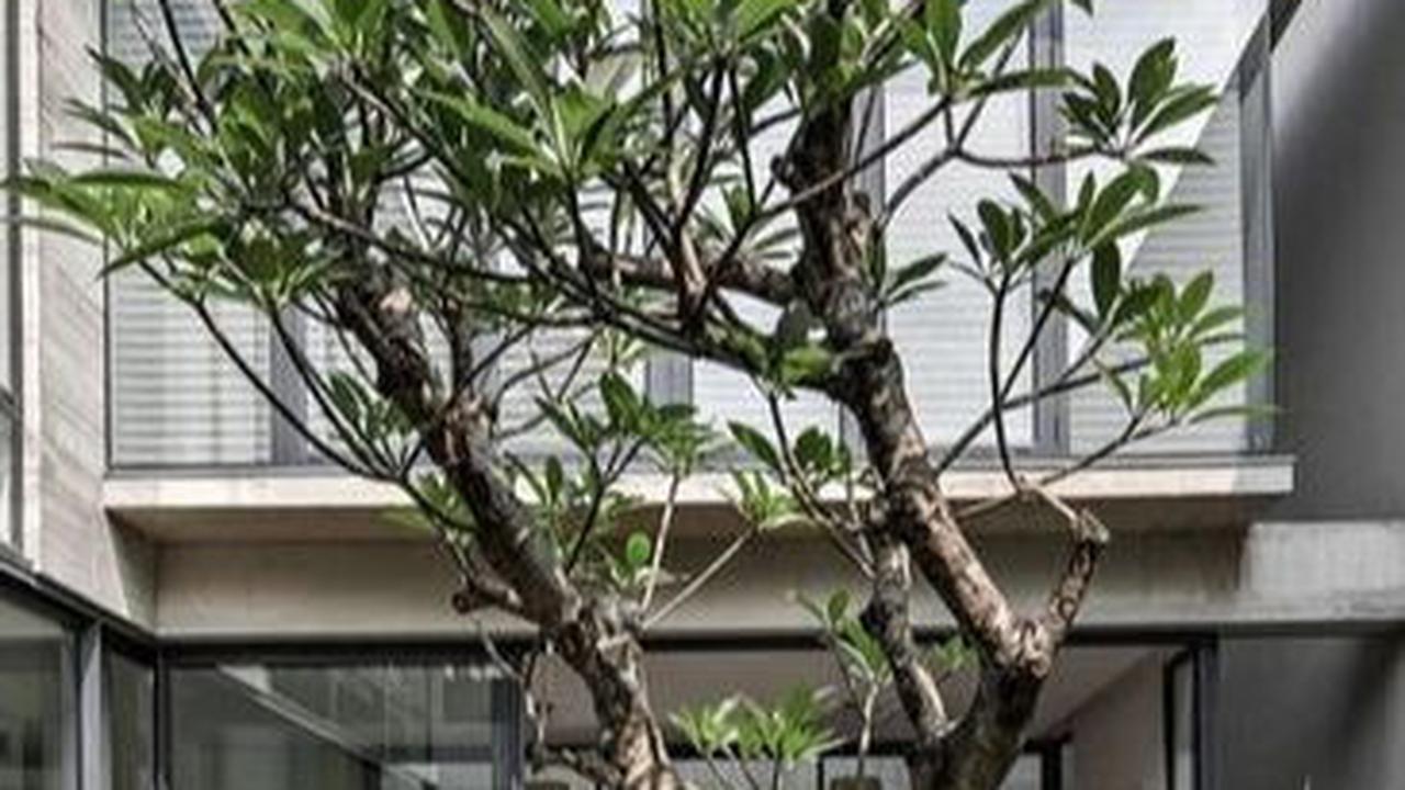 Taman Rindang di Dalam Rumah