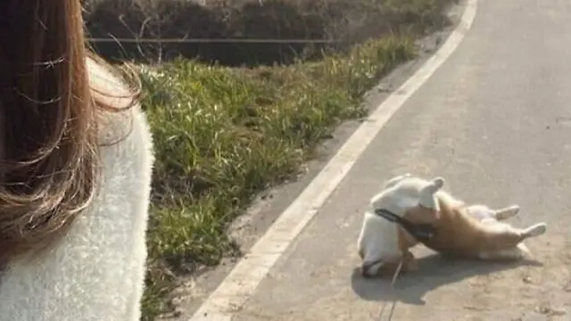 6 Potret Kocak Saat Anjing Bertingkah Konyol