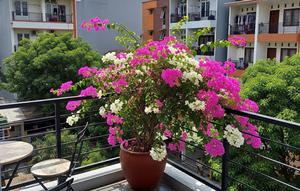 Tanaman yang Cocok untuk Balkon Apartemen. (Foto: AI)