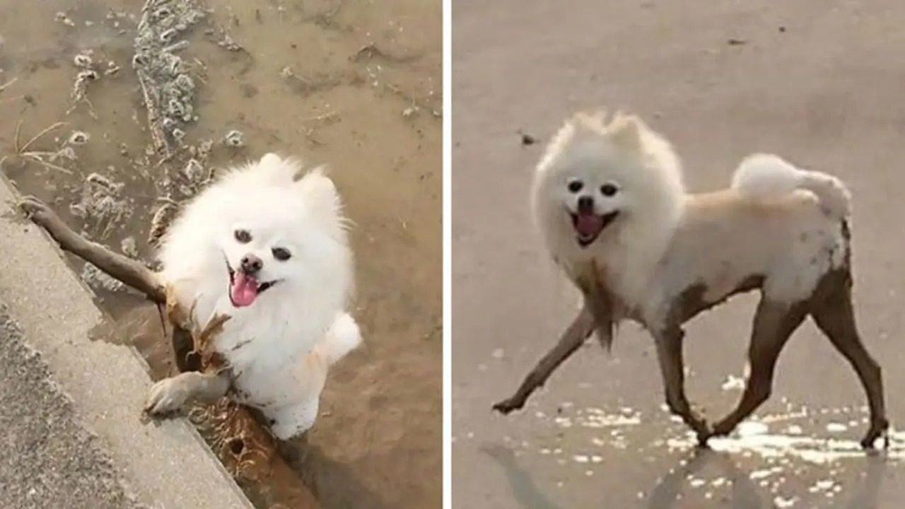 7 Potret Kocak Anjing Habis Bermain Lumpur, Gemes Banget