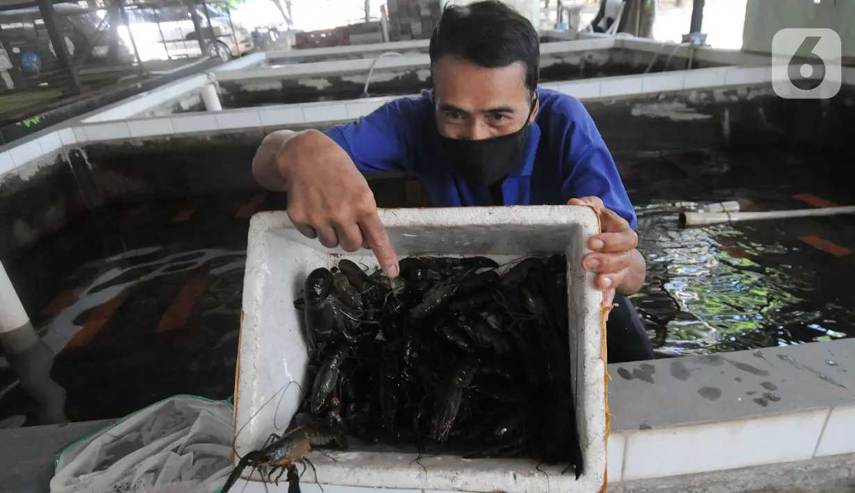Petani menunjukkan lobster air tawa asal Australia di pembudidayaan BFC Mini Farm di Cipuatat, Banten, Rabu (6/10/2021). Di tengah pandemi, permintaan lobster air tawar untuk konsumi dalam negeri dengan harga antara Rp 150 ribu/kg hingga Rp 275 ribu/kg stabil. (merdeka.com/Arie Basuki)