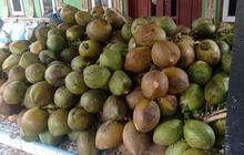 Permintaan Kelapa Muda Lebak Melonjak Jelang Ramadhan 2026, Petani Raih Berkah