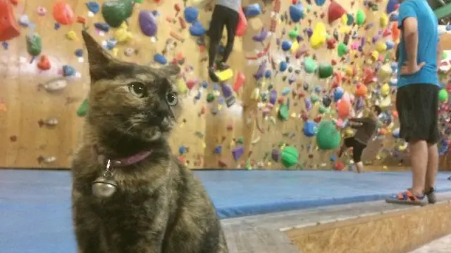 Tak Biasa, Kucing Ini Jago Panjat Tebing