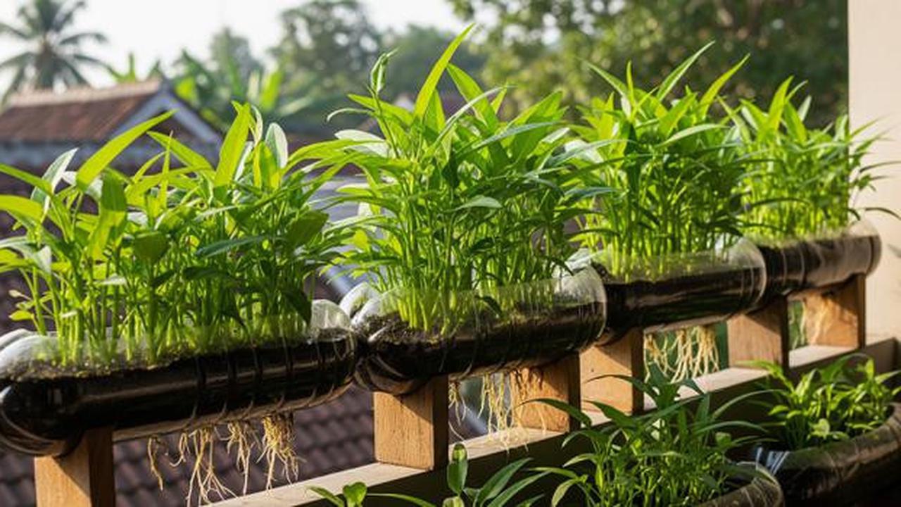 Cara Menanam Kangkung di Galon Bekas, Panen Cepat dalam Hitungan Hari