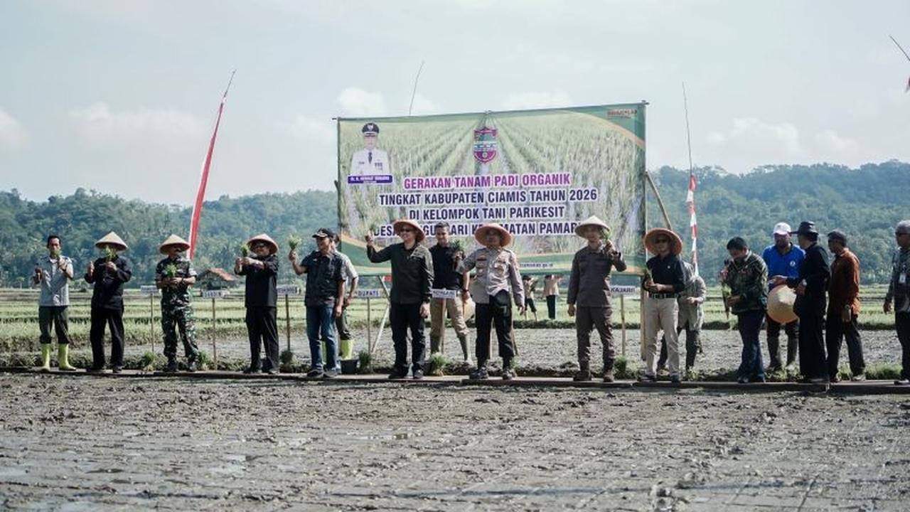 Pemkab Ciamis Perluas Tanam Padi Organik, Jaga Lingkungan dan Kesejahteraan Petani