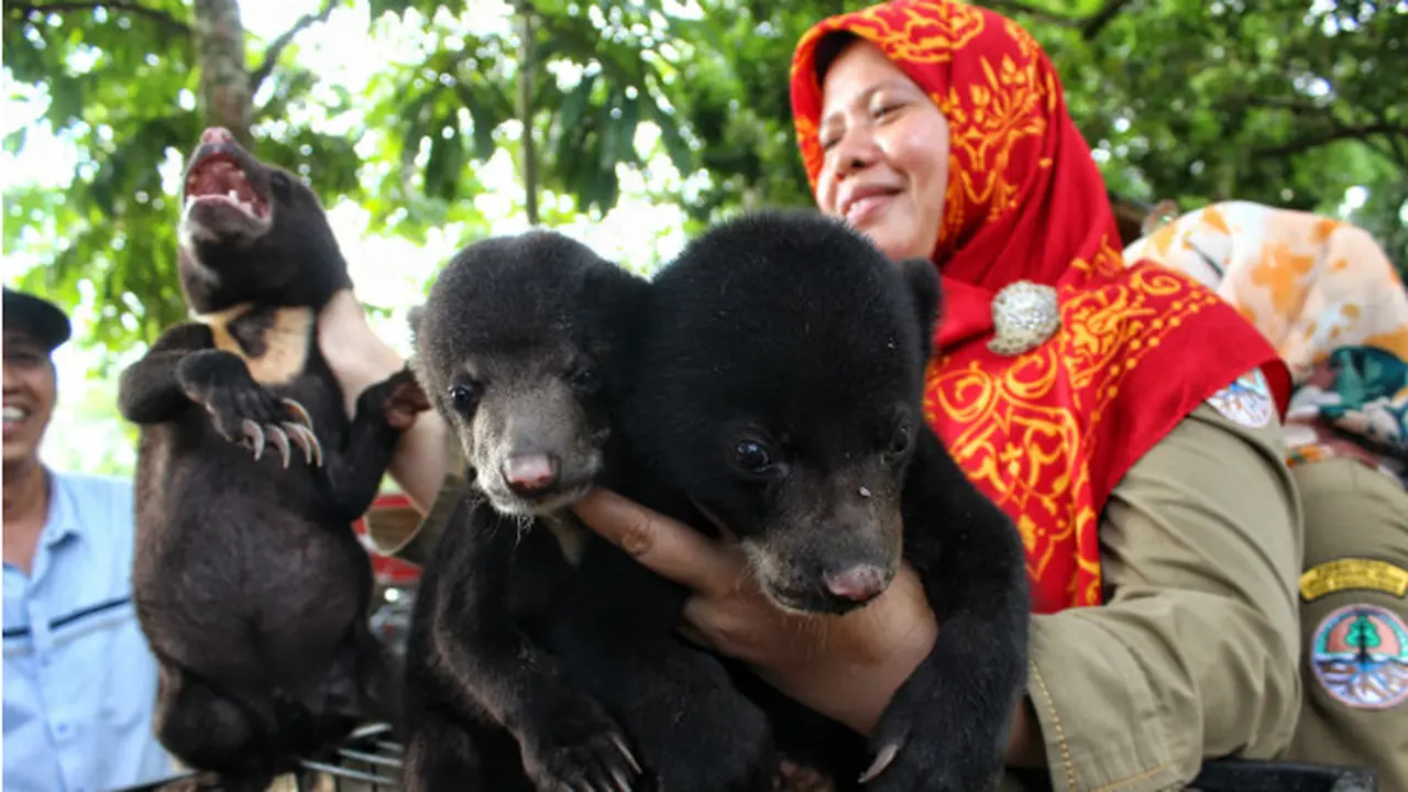 Tiga bayi beruang mungil jadi penghuni baru di BBKSDA Riau