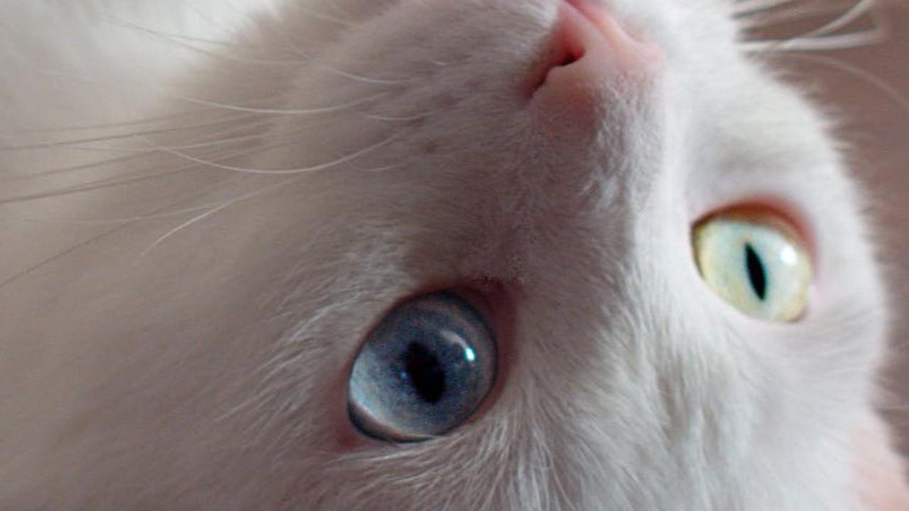 Pencegahan lebih baik daripada pengobatan. Beberapa langkah yang dapat diambil untuk mencegah kucing cacingan meliputi: