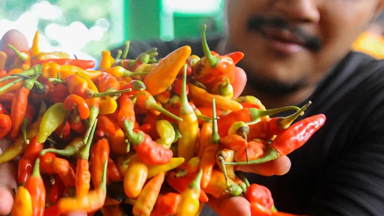 Terkuak, Ini Penyebab Mahalnya Harga Cabai Rawit Mencapai Rp100.000 per Kg
