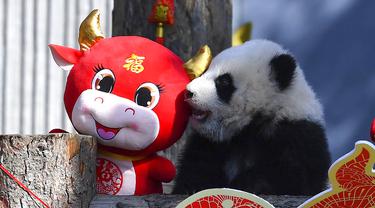 FOTO: 10 Bayi Panda Mulai Debut Jelang Imlek di Cagar Alam China