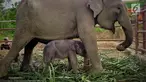 Satu ekor anak Gajah Sumatera (elephas maximus sumatranus) yang lahir secara alami saat bersama ibunya Poppy di Barumun, Sumatera Utara. Gajah ini Berjenis kelamin betina. (Liputan6.com/HO/Humas KLHK)