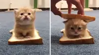 7 Potret Menggemaskan Anak Kucing Ini Bakal Bikin Harimu Cerah