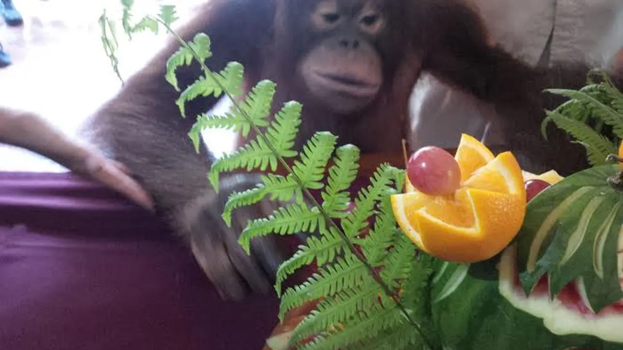 20151226-Tsunami Aceh-Orang Utan-Ulang Tahun-Denpasar-Bali